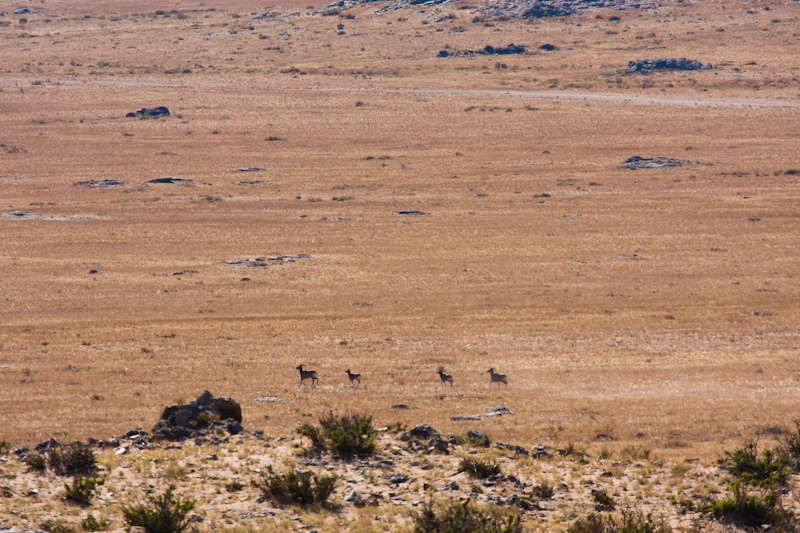 Argali Running Across Steppe